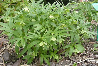Helleborus dumetorum