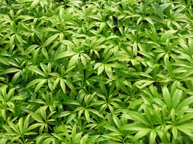 Helleborus foetidus 'Gold Bullion'