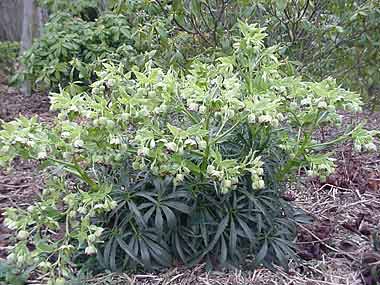 Helleborus foetidus 'Sopron'