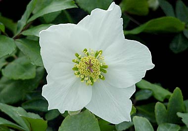 Helleborus niger 'White Magic'