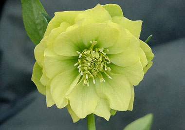 Double Yellow