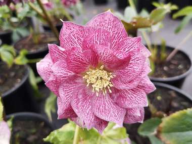 Double Pink
