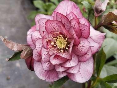 Double Pink