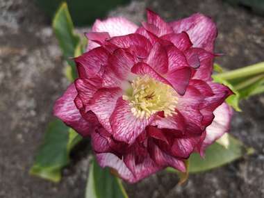 Double Pink
