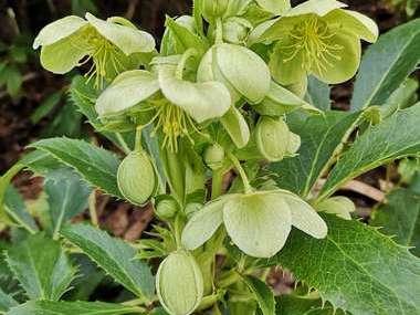 Helleborus argutifolius