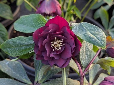 Double  Dark Purple