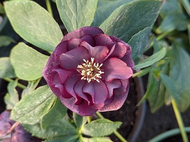 Double  Dark Purple