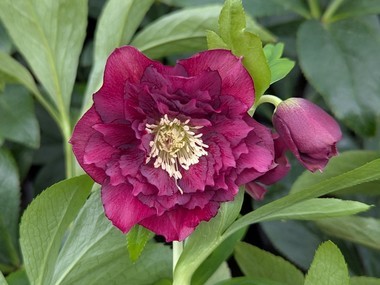 Double  Dark Purple