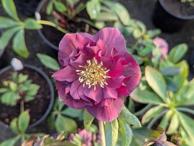 Double  Dark Purple