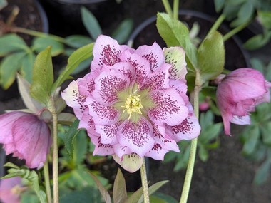 Double Pink Spotted