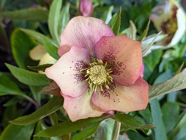 Apricot Hybrid