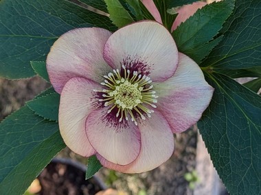 Apricot Hybrid