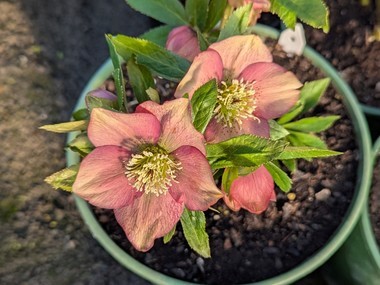 Apricot Hybrid