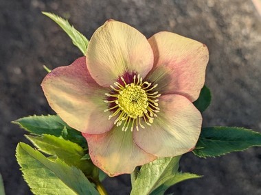 Apricot Hybrid