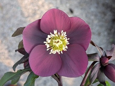 Claret Hybrids