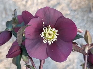 Claret Hybrids