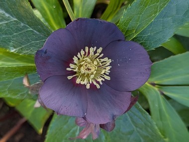 Dark Hybrid