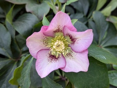 Pink Spotted Hybrid