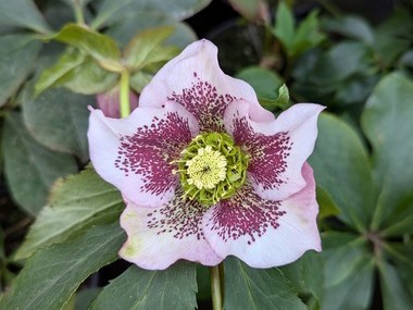 Pink Spotted Hybrid