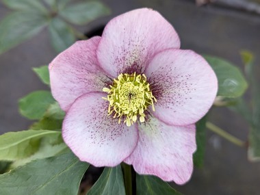 Pink Spotted Hybrid