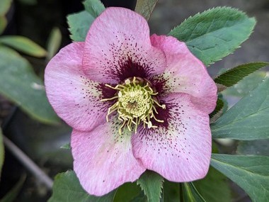 Pink Spotted Hybrid