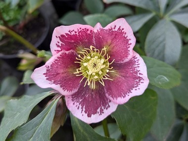 Pink Spotted Hybrid