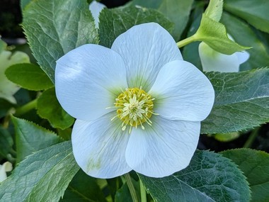 White Hybrid