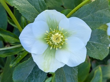 White Hybrid