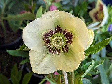 Yellow Hybrid