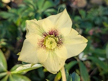 Yellow Hybrid