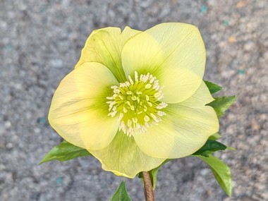 Yellow Hybrid