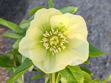 Yellow Hybrid