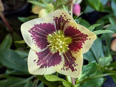 Yellow Spotted Hybrid