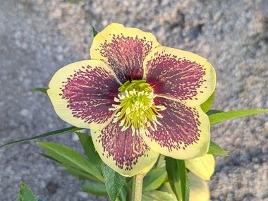 Yellow Spotted Hybrid