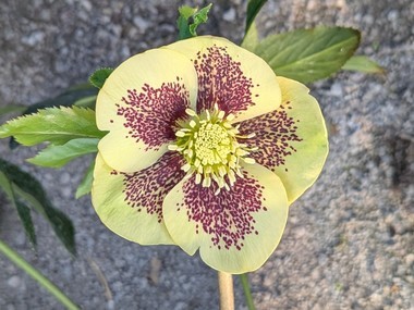 Yellow Spotted Hybrid