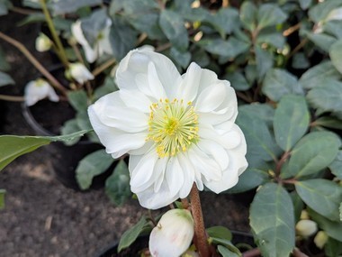 Helleborus niger 'Semi Double'