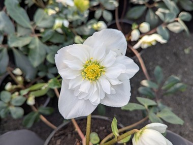 Helleborus niger 'Semi Double'
