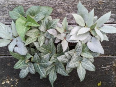 Helleborus x sternii 'Clifton'