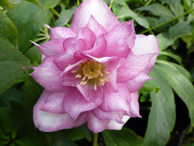 Double Pink