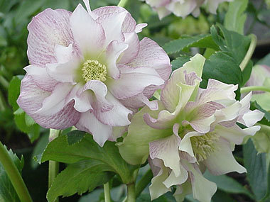 Double Pink