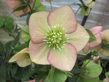 Apricot Hybrid