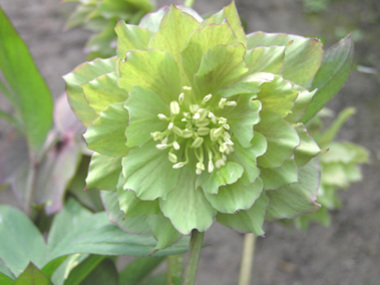 Double Green