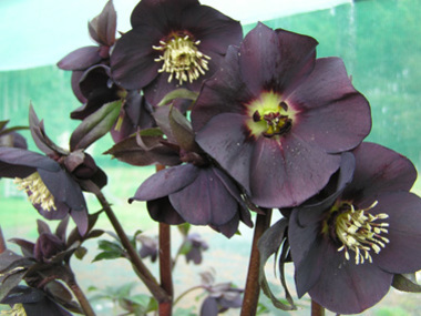 Dark Hybrid