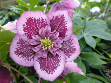 Anemone Centred