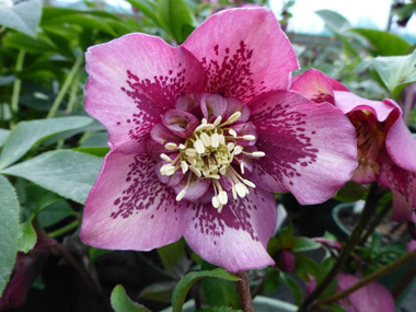 Anemone Centred