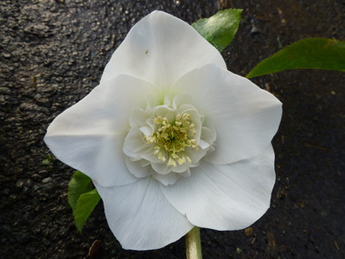 Anemone Centred