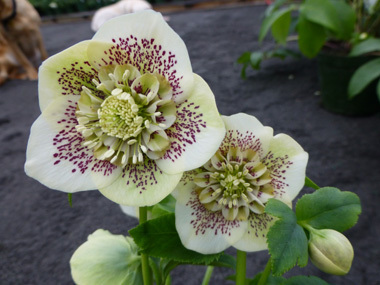 Anemone Centred