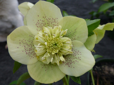 Anemone Centred