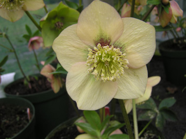 Apricot Hybrid