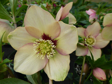 Apricot Hybrid